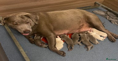 Labrador Retriever dogs - Advert 2