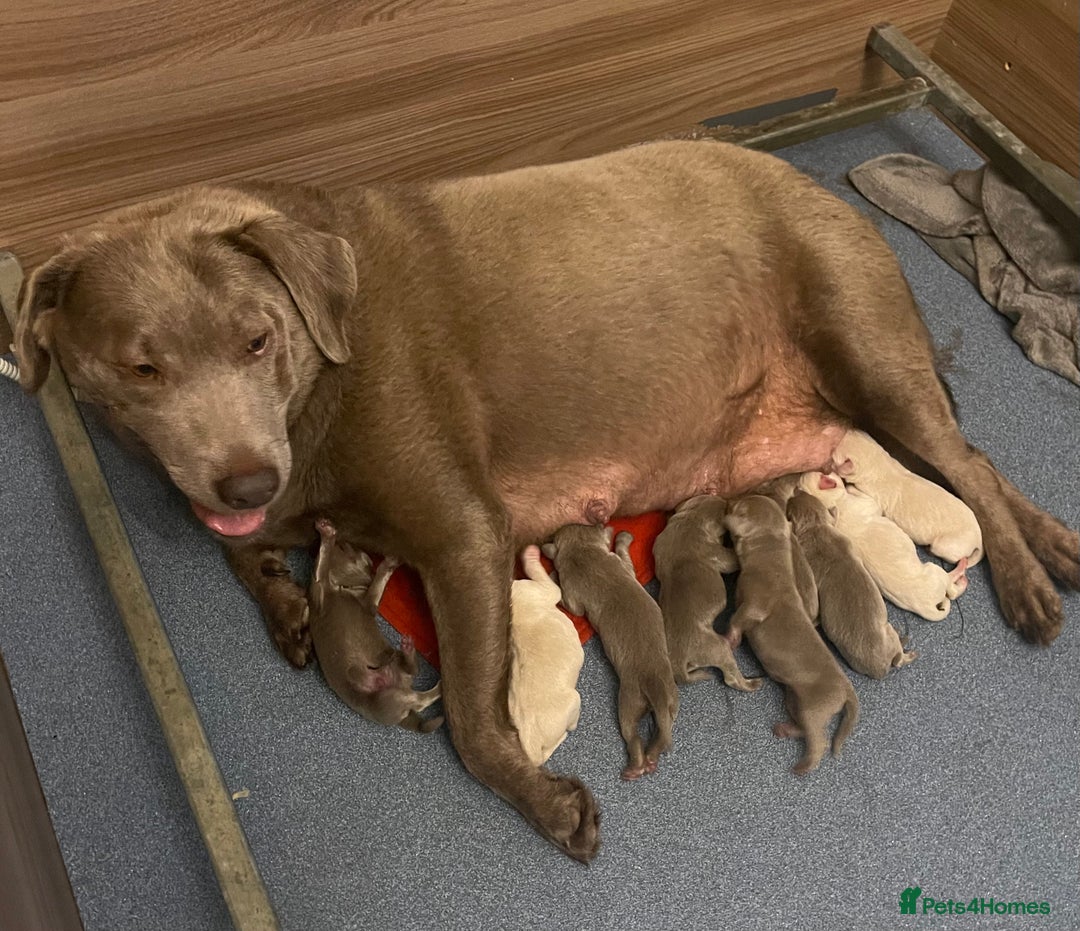 Labrador Retriever dogs for sale:  Stunning Pure Pedigree silver/Champagne puppies  - Image 4