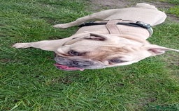 English Bulldog dogs for stud: Minibull elvis.  - Image 3