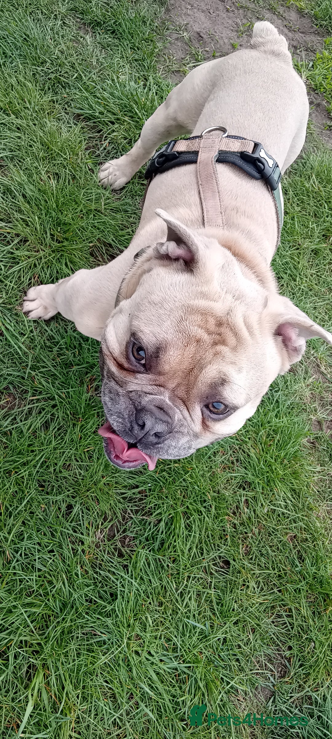 English Bulldog dogs for stud: Minibull elvis.  - Image 3