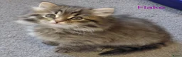 Siberian cats for sale: GCCF pedigree Siberian Tabby kittens - Advert 15