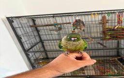 Conures birds for sale: Conure for sale - Image 4