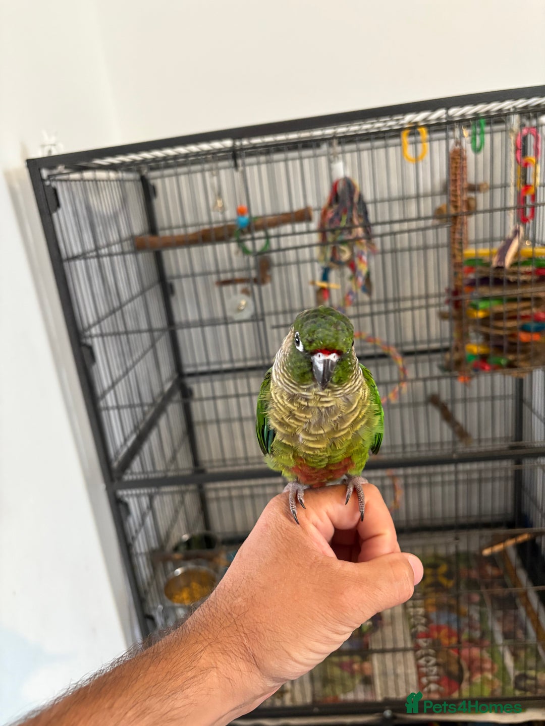 Conures birds for sale: Conure for sale - Image 4