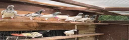 Pigeons birds for sale: Pakistani high flyers for sale  - Advert 9