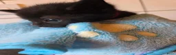 Russian Blue cats for sale: Russian blue x bengal black charcoal male female  - Advert 10