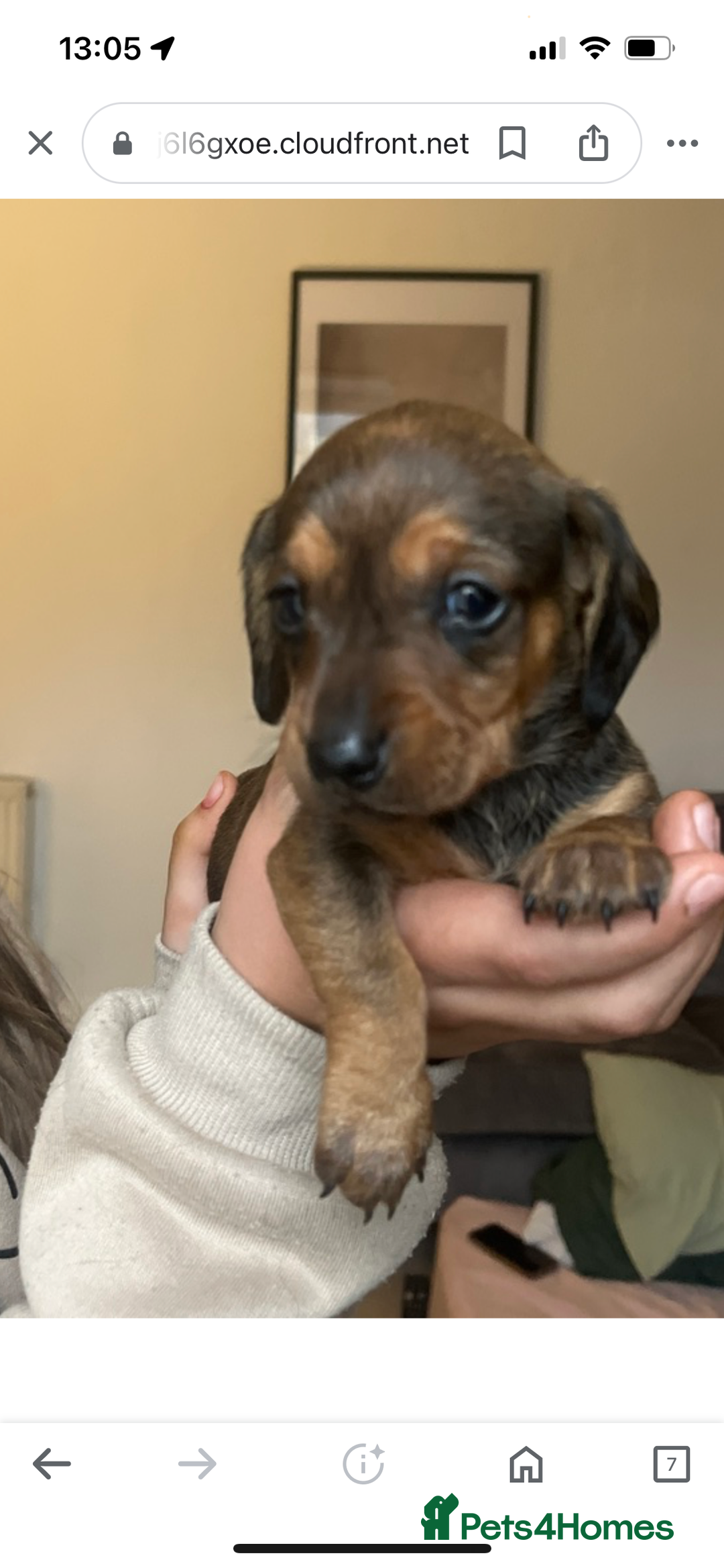 Miniature Dachshund dogs for sale: Kc true miniature dachshunds puppies - Advert 20