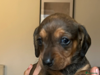 Miniature Dachshund dogs Kc true miniature dachshunds puppies - Advert 10