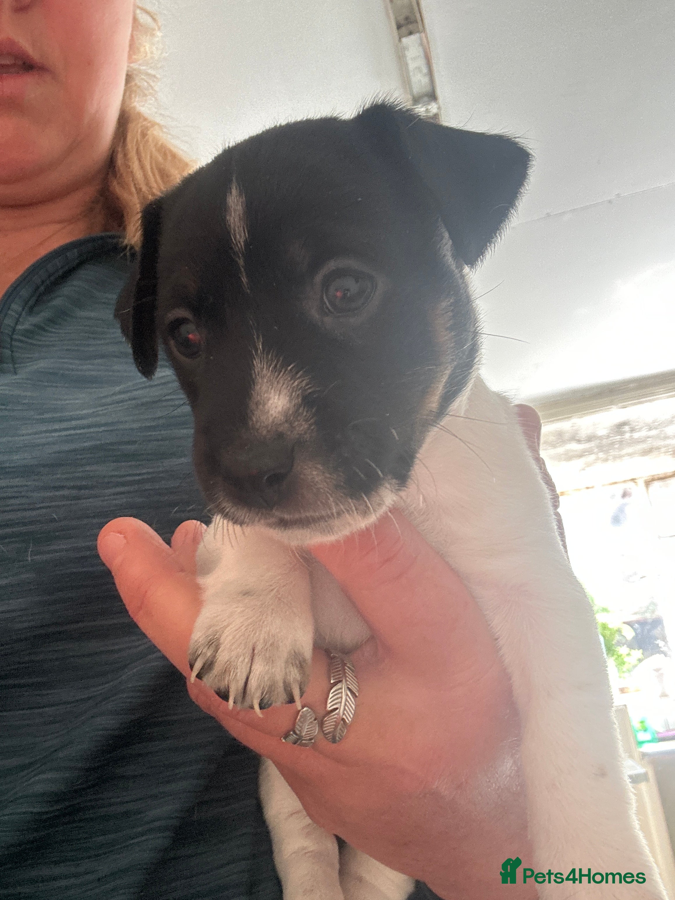 Jack Russell dogs Jack Russell puppies  - Advert 2