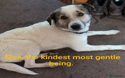 Mixed Breed dogs for adoption: Kiwi, 1 yr old. Available for adoption. - Image 14