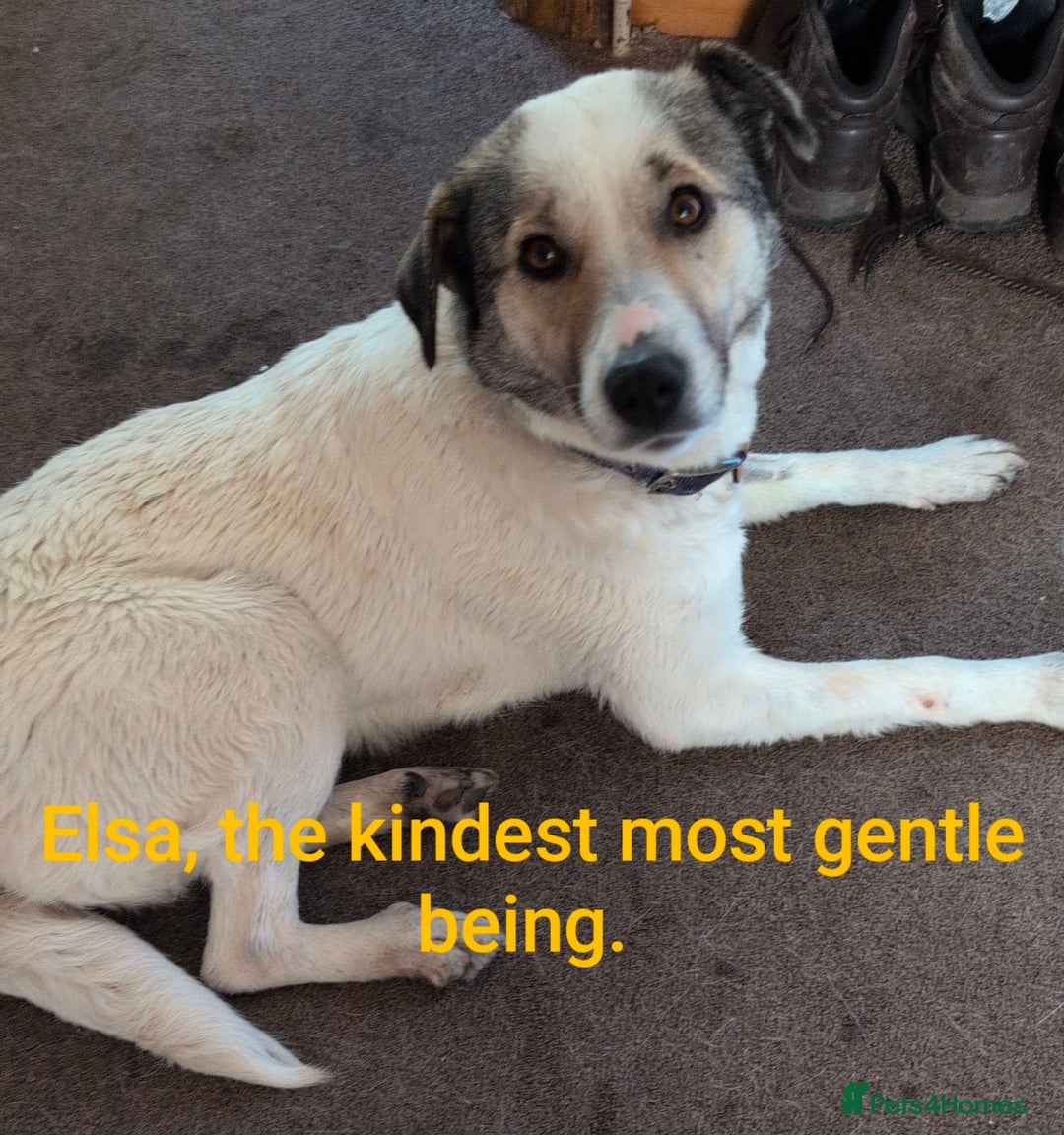 Mixed Breed dogs for adoption: Kiwi, 1 yr old. Available for adoption. - Image 14