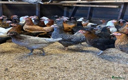 Chickens poultry for sale: Chickens, Ducks, Geese, Turkeys, Chicks and more  - Image 1