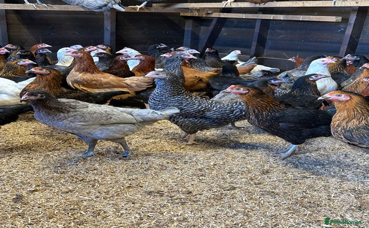 Chickens poultry - Advert 6