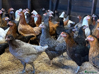 Chickens poultry - Advert 18