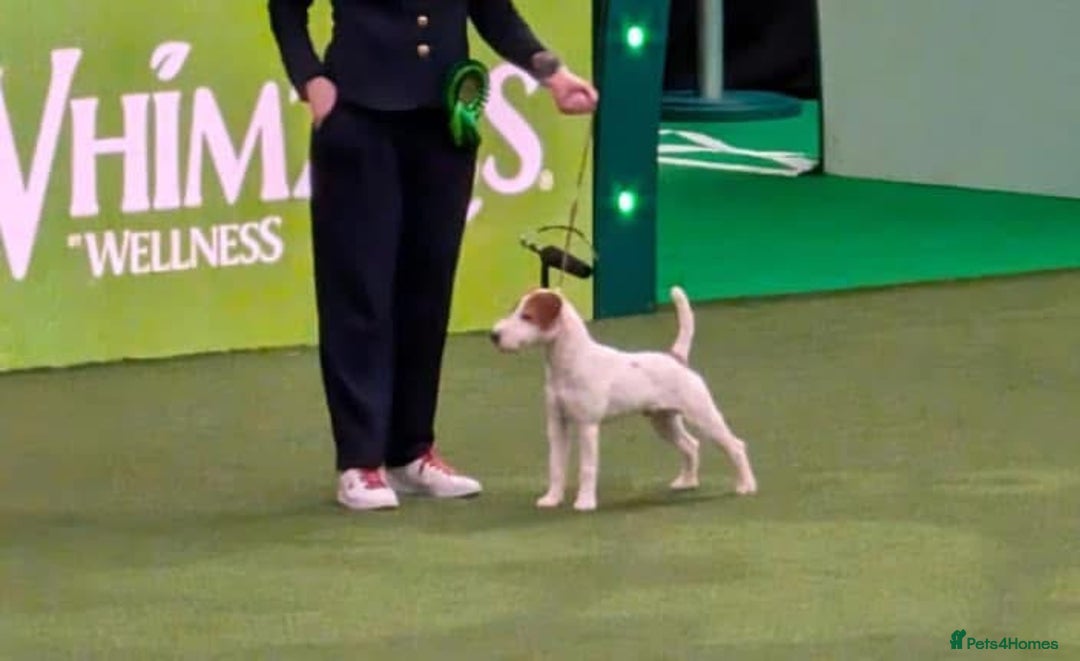 Parson Russell dogs for sale: Kc Champion Bred Parson Pups Crufts winning lines  - Advert 16