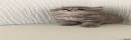 Scottish Fold cats for sale: Scottish straight kittens  - Advert 4