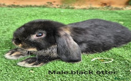 Mini Lop rabbits for sale: Baby mini lop rabbits for sale - Image 4