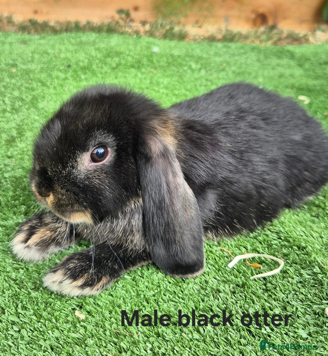Mini Lop rabbits for sale: Baby mini lop rabbits for sale - Image 4