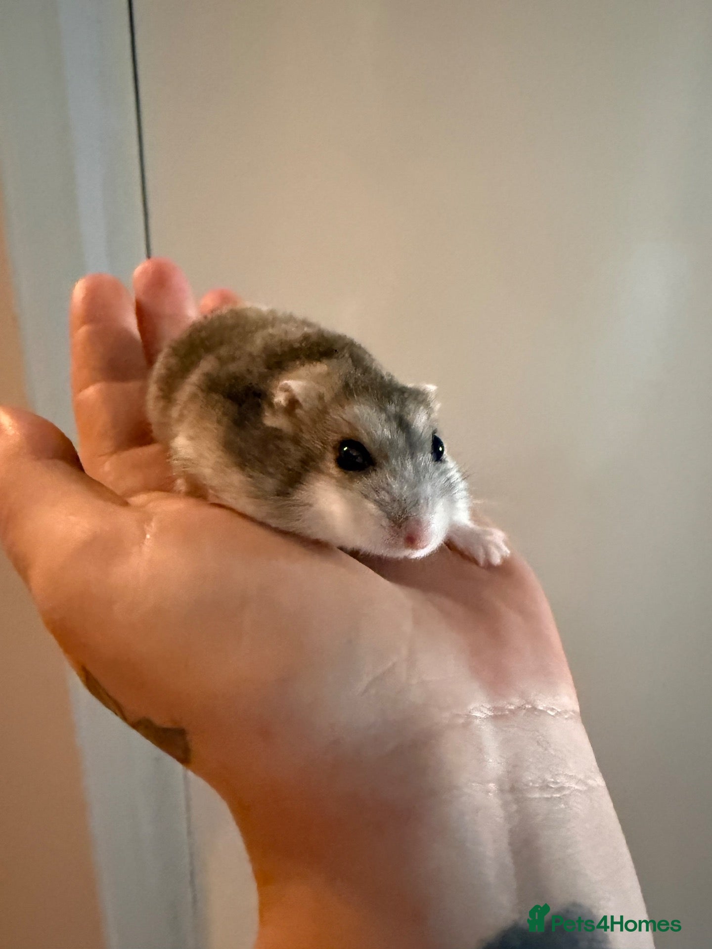 Hamster rodents Female Russian dwarf - Advert 6