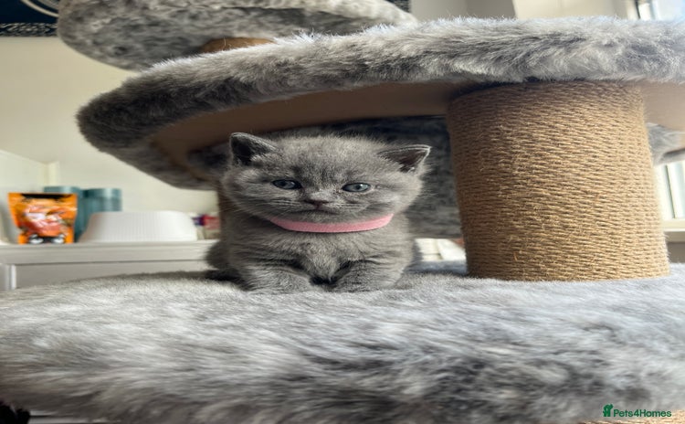 British Shorthair cats in Bradford - Advert 8