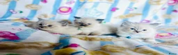 Ragdoll cats for sale: Gorgeous pure-bread ragdolls ( certificates+ docs) - Advert 27