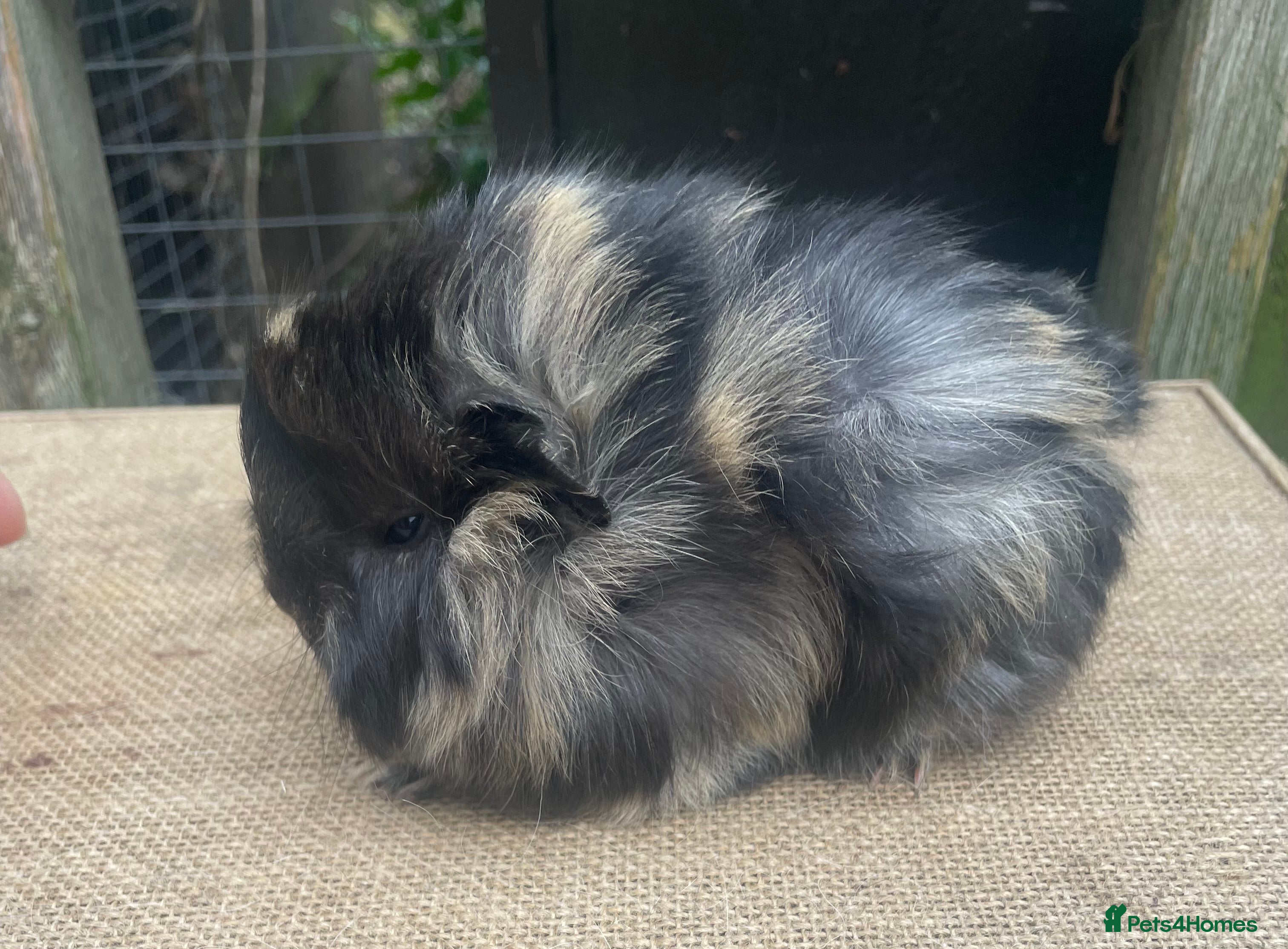 Guinea Pig rodents Beautiful baby girls  - Advert 17