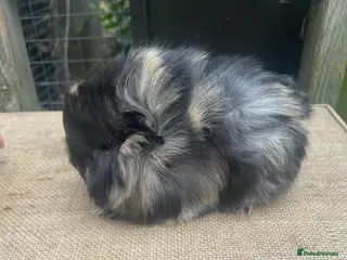 Guinea Pig rodents Beautiful baby girls - Advert 17