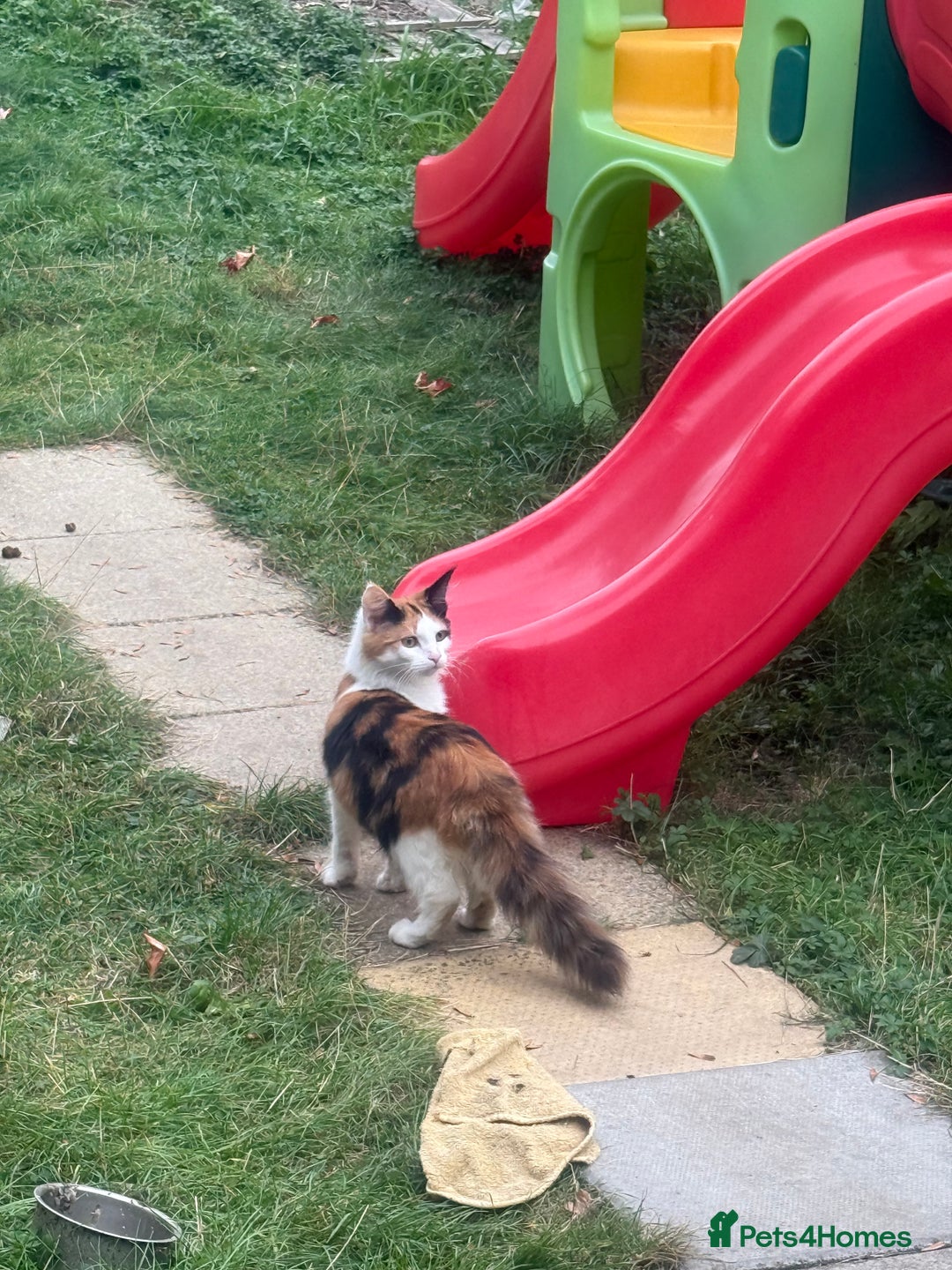 Maine Coon cats for sale: Mainecoon cross kitrens - Advert 1