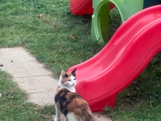 Maine Coon cats - Advert 35