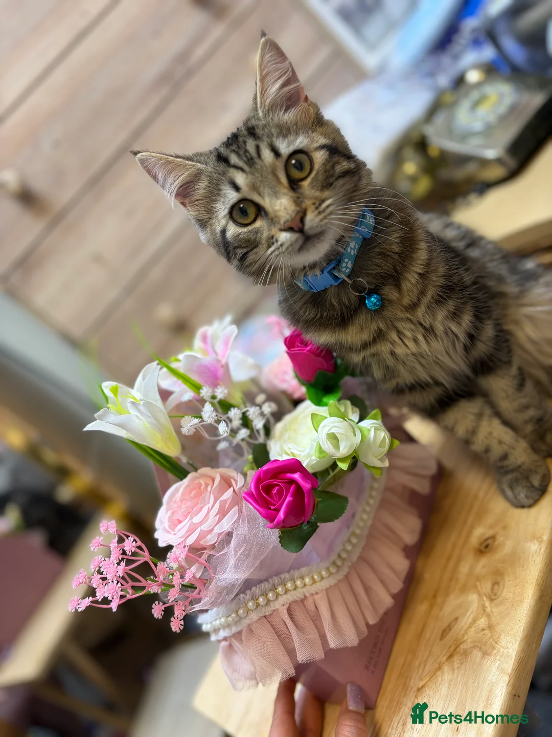 Mixed Breed cats for sale: Kitten for sale in Bristol - Advert 3