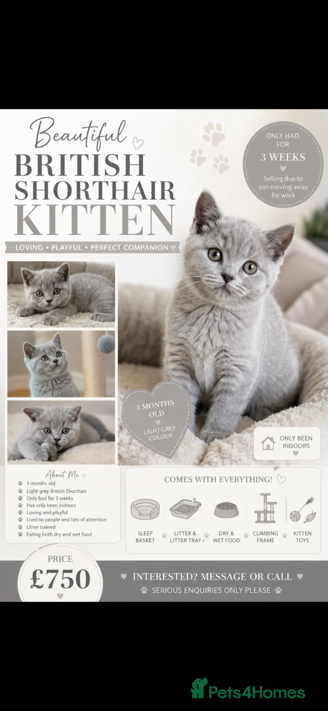 British Shorthair cats for sale: British shorthair  in Derby - Advert 2
