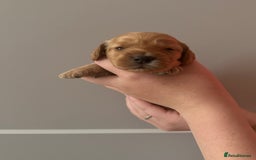 Cockapoo dogs for sale: F1 Cockapoo Puppies - Image 3
