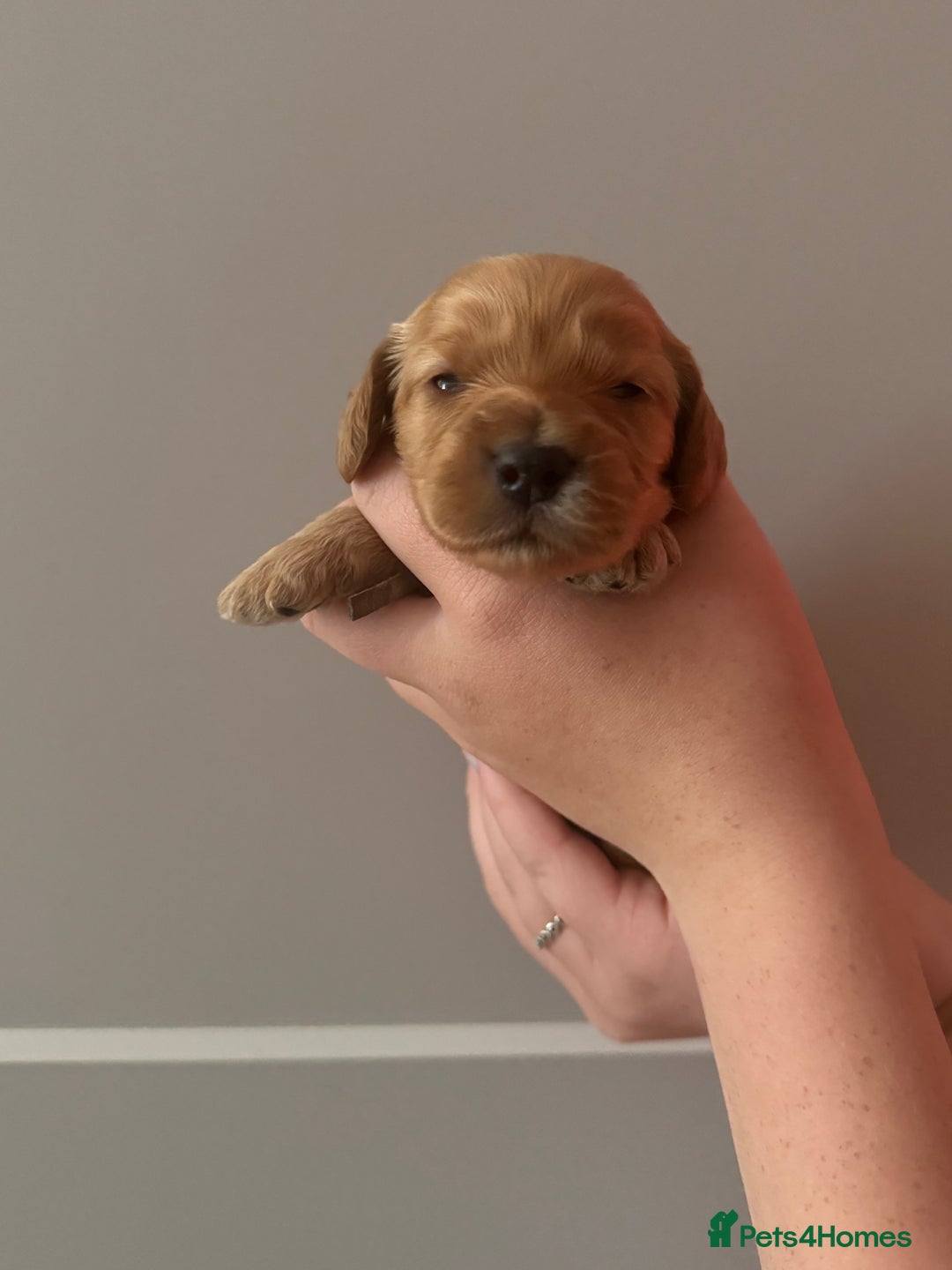 Cockapoo dogs for sale: F1 Cockapoo Puppies - Image 3