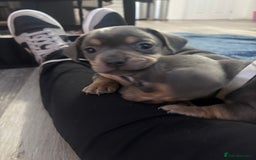 Mixed Breed dogs for sale: French- wieners ❤️ - Image 1