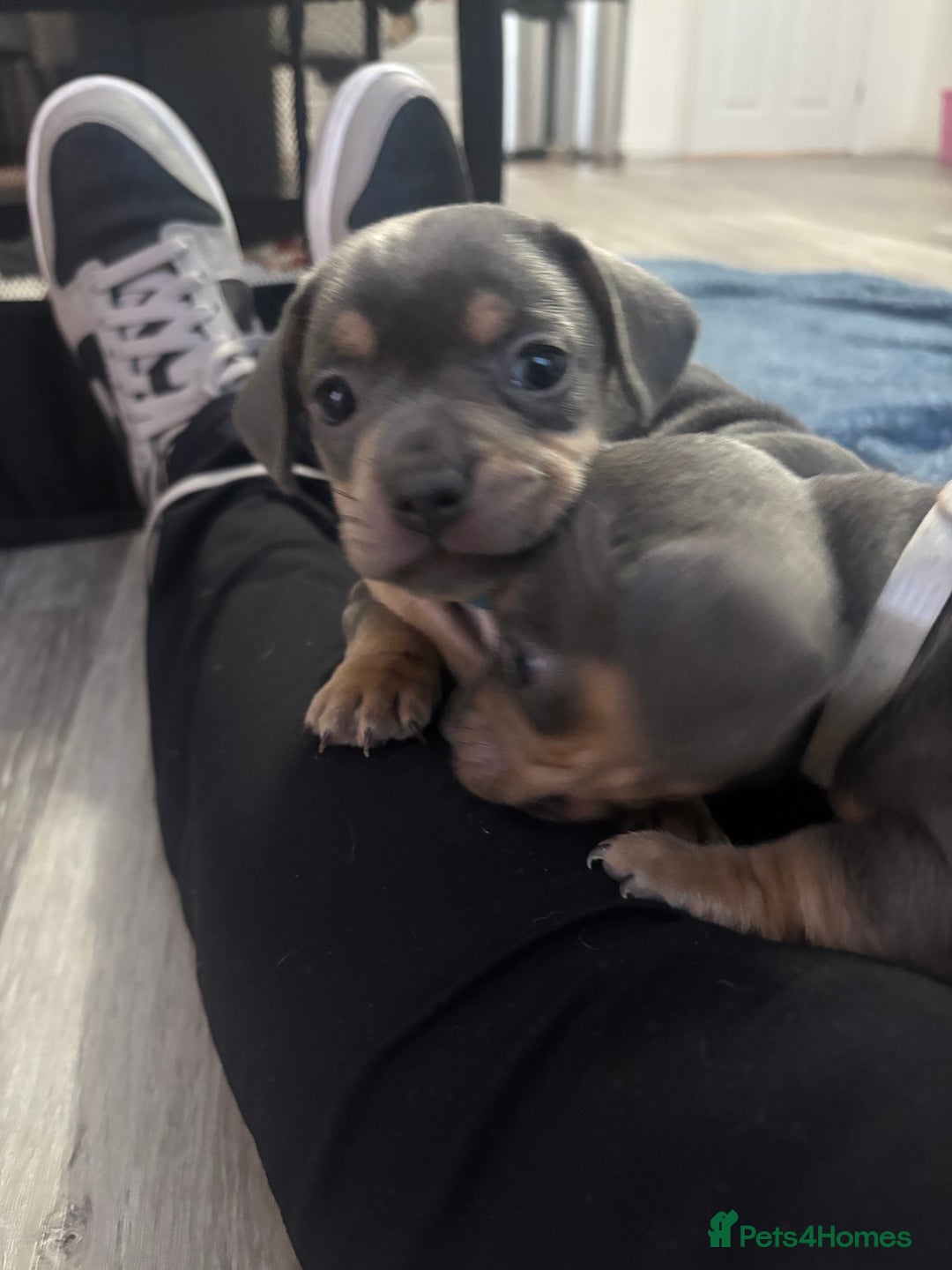 Mixed Breed dogs for sale: French- wieners ❤️ - Image 1