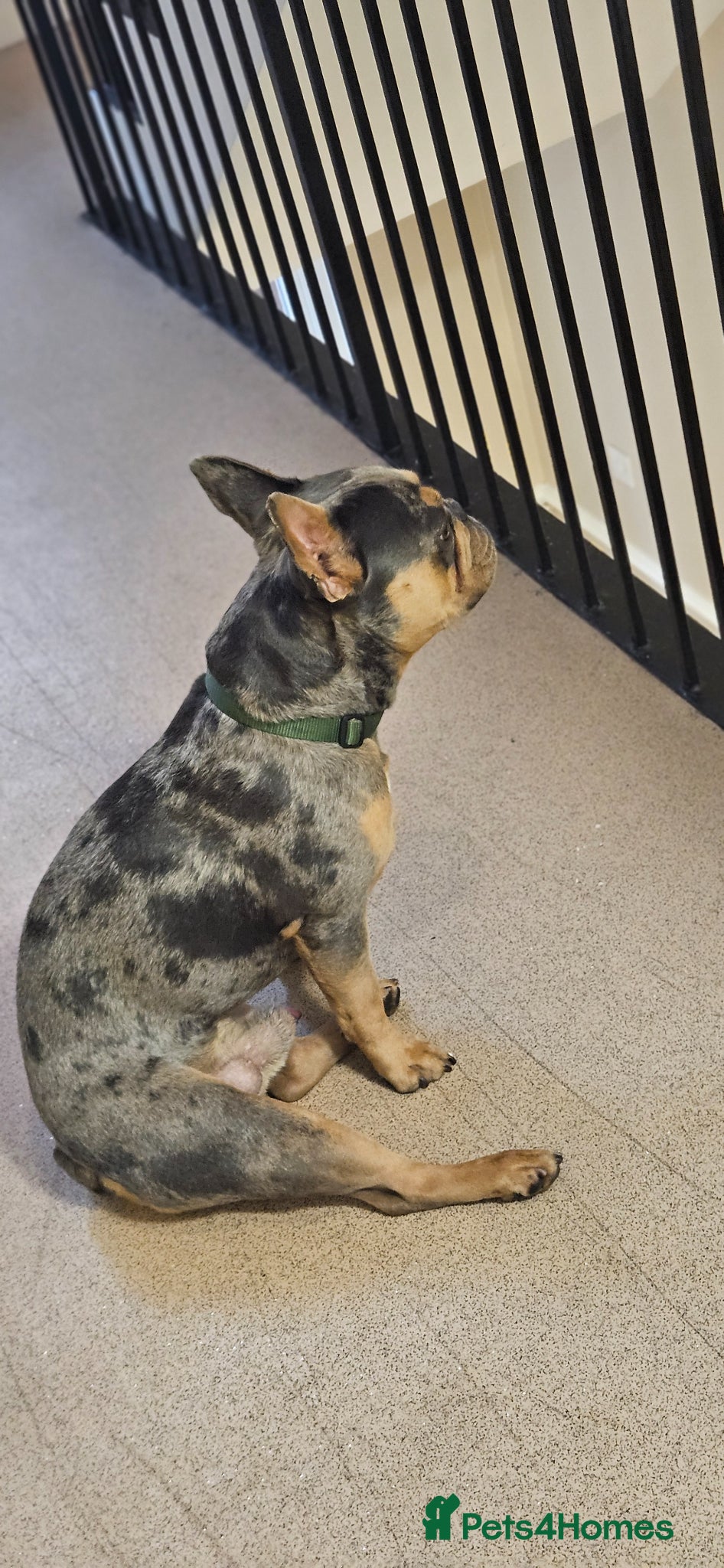 French Bulldog dogs for stud: Handsome 3yr old Frenchie Stud (full papers) - Advert 5