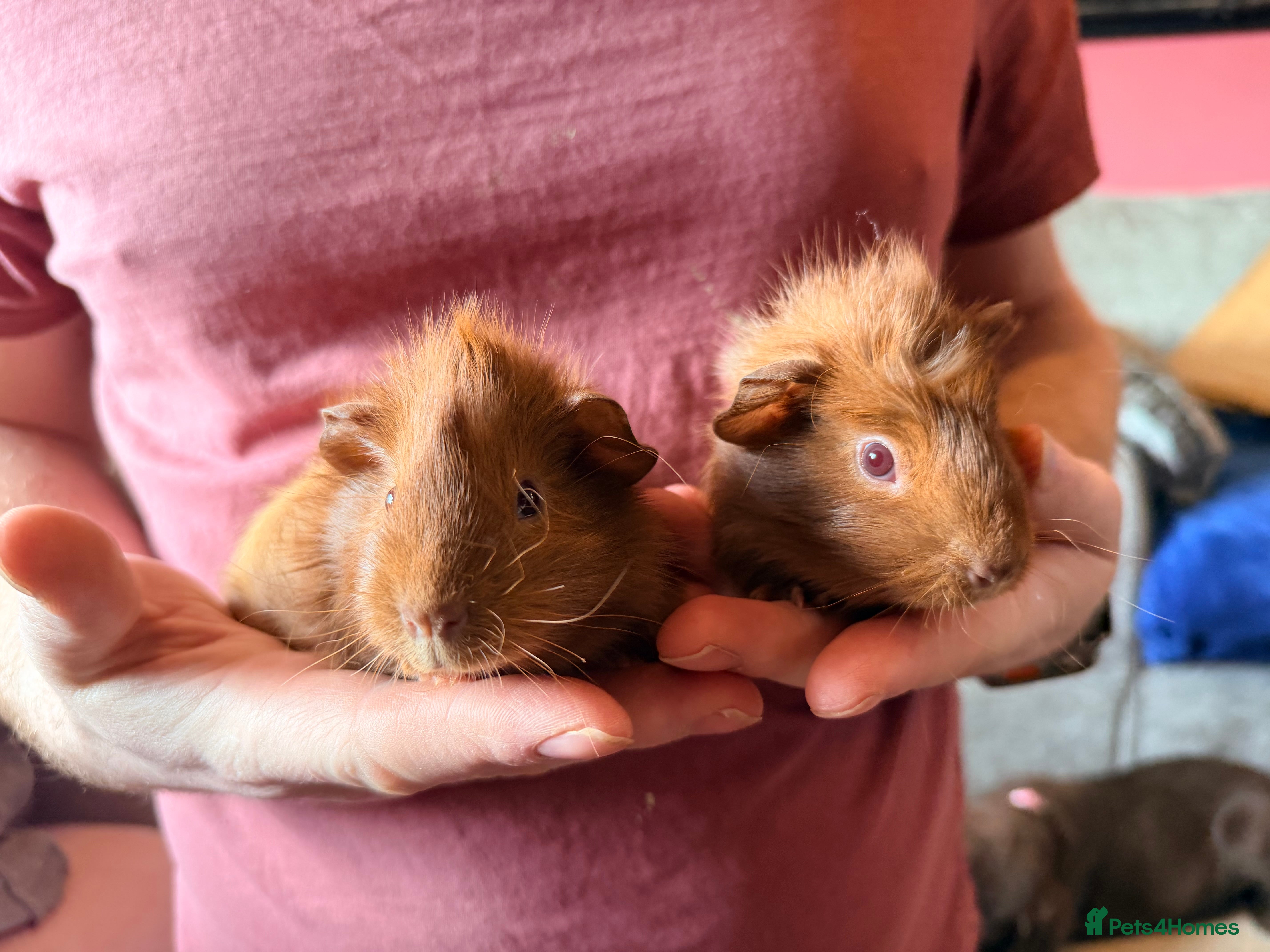 Guinea Pig rodents 3 crazy haired baby boys looking for homes - Advert 5