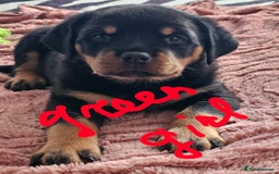 Rottweiler dogs for sale: Pure breed Rottweiler  - Image 33