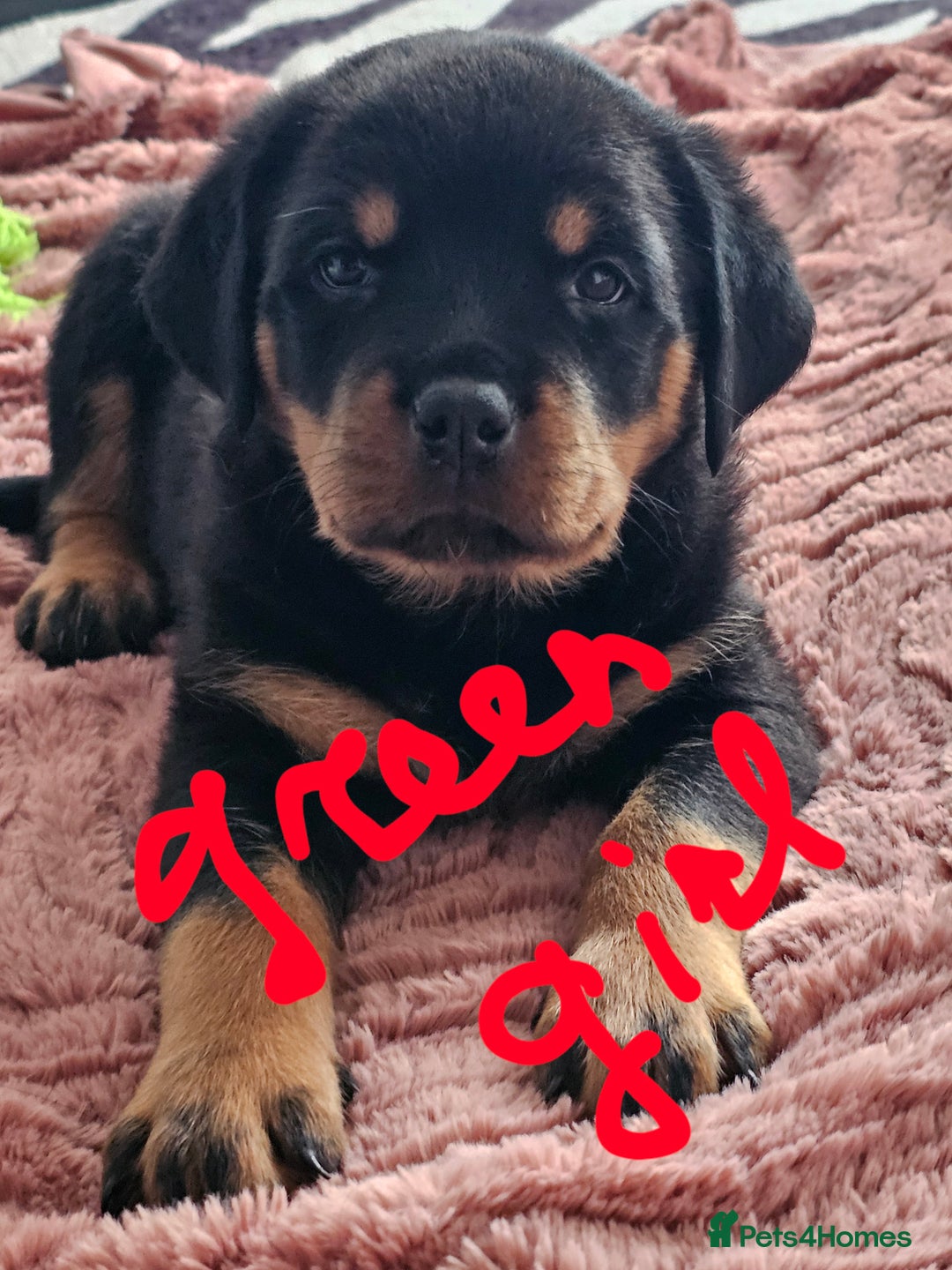 Rottweiler dogs for sale: Pure breed Rottweiler  - Image 33
