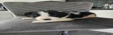 Border Collie Puppy 3