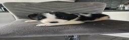 Border Collie dogs for sale: Border collie pups  - Advert 10