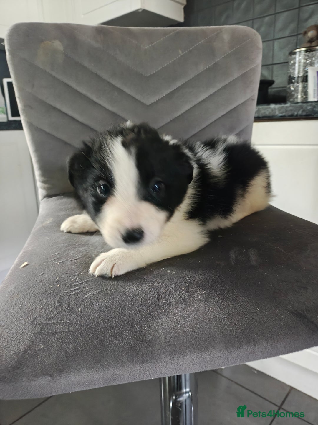 Border Collie dogs for sale: Border collie pups  - Advert 10