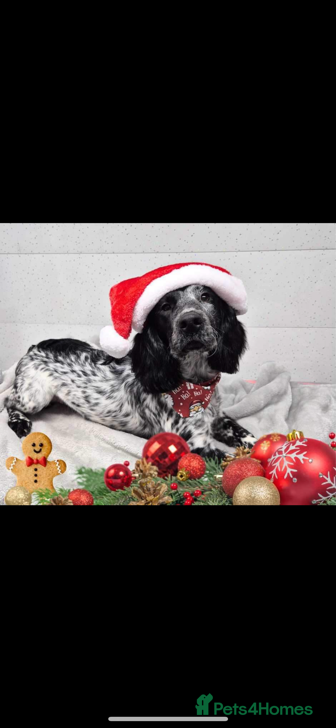 Sprocker dogs for stud: Sprocker Stud Dog - working line, 1 year old - Image 2
