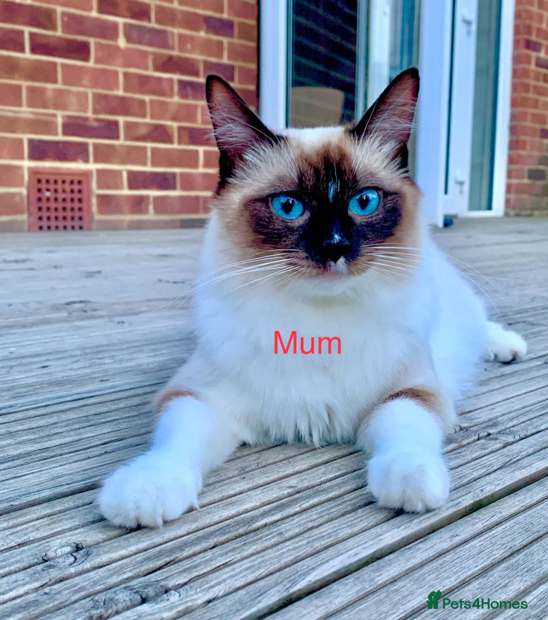 Ragdoll cats for sale: 5 PURE adorable💙💗Ragdolls💗💙ready to leave soon - Advert 4
