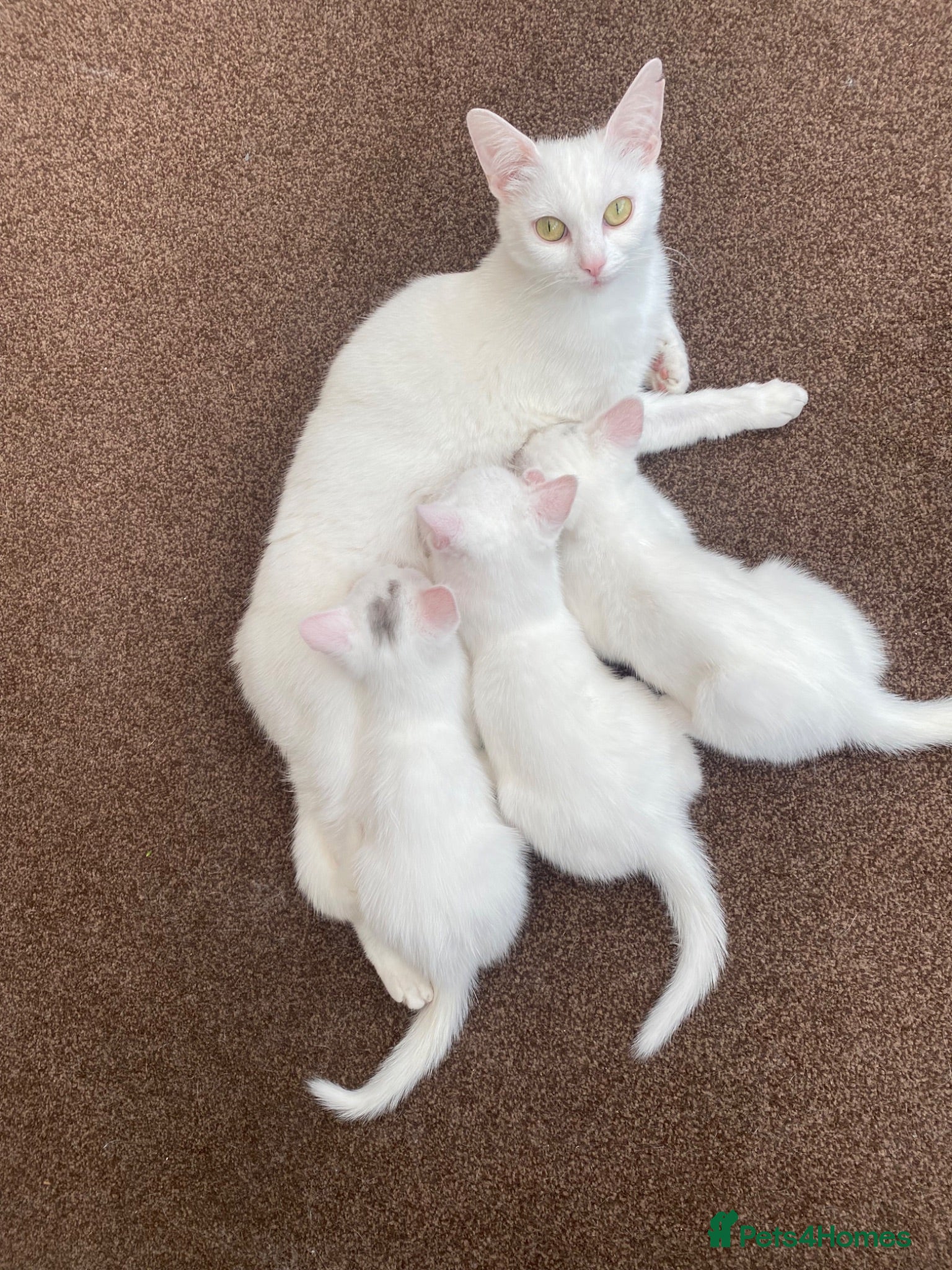 Mixed Breed cats 3 gorgeous white kittens 12 weeks old - Advert 1