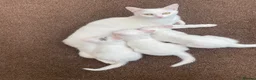 Mixed Breed cats for sale: 3 gorgeous white kittens 12 weeks old - Advert 1