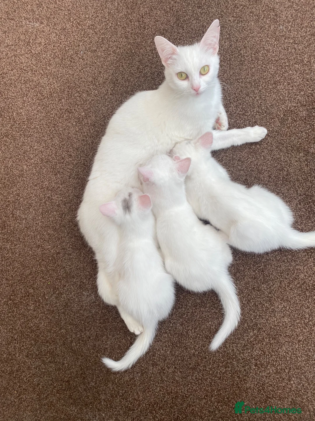 Mixed Breed cats for sale: 3 gorgeous white kittens 12 weeks old - Advert 1