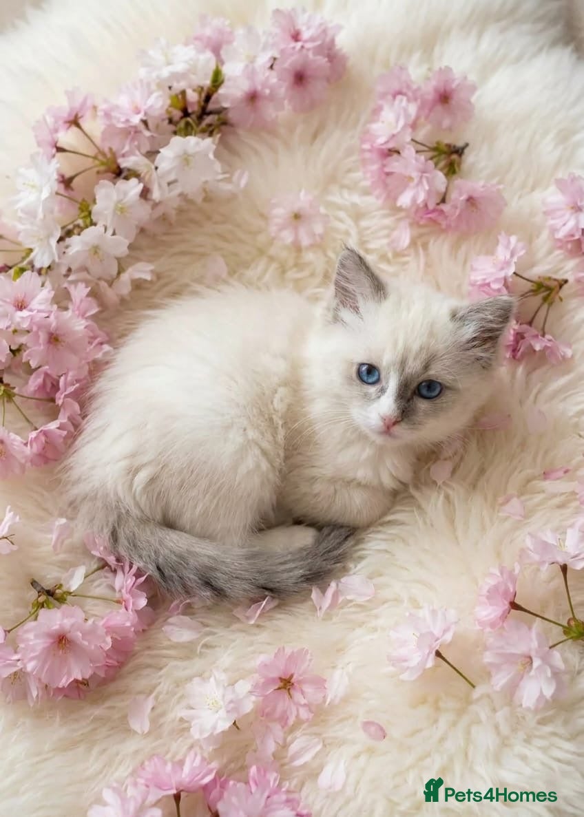 Ragdoll cats Beautiful Ragdoll kittens - Advert 2