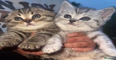 Scottish Fold cats - Advert 1