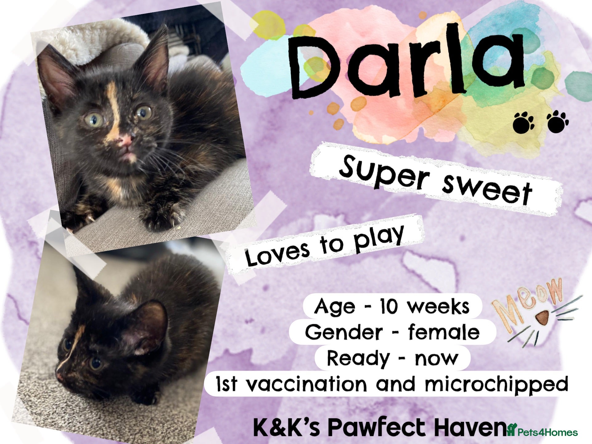 Domestic Shorthair cats Kittens & cats for adoption  - Advert 2