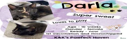 Domestic Shorthair cats for sale: Kittens & cats for adoption  - Advert 2